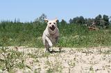 LABRADOR 038